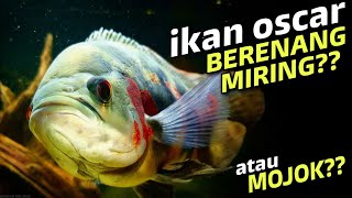 🔴6 SOLUSI IKAN OSCAR BERENANG MIRING DAN MOJOK