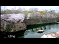 日本櫻花 japanese sakura