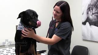 MEET OUR VETERINARIANS