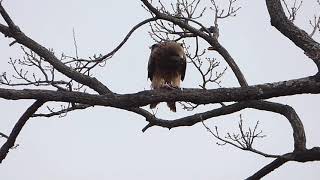 【渡良瀬遊水地の野鳥】トビ Black Kite が魚を食べています（2022.2.15）木に止まって食事