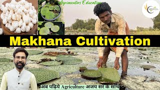 Makhana Cultivation Practices \u0026 Processing with Important Facts | #Makhana #Bihar