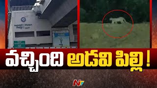 Miyapur Chirutha Incident : అడవి పిల్లి గా తేల్చిన అటవీశాఖ | Ntv