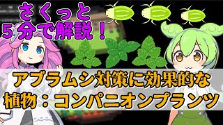 【さくっと５分解説】アブラムシ対策に効果的な植物：コンパニオンプランツ【虫 / 害虫】