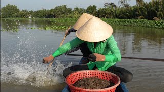 1473 / Giăng câu cá tra chị Út hồi hộp vớt con cá khủng