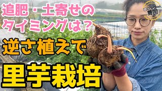 【里芋の栽培方法】農家の家庭菜園　　逆さ植え　追肥・土寄せのタイミングは？　マルチを使って水分調整・雑草抑制