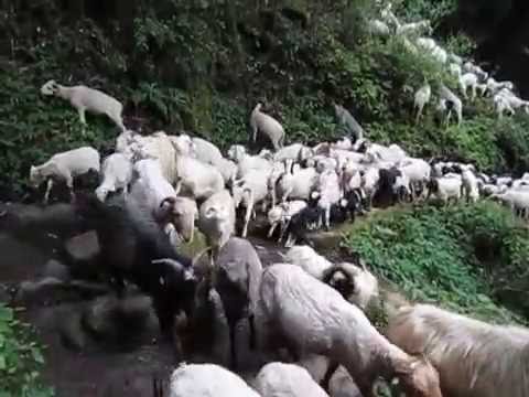 Local Goat Farming In Nepal - YouTube