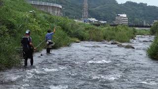 早川でのチンチン釣り