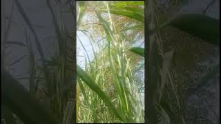 Napier grass| #farmland #grass