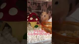 うちにはこんなのがいます🐹