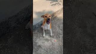 Happiness 🐶🫶🐾#youtube #like #viralvideo #view #comment #shorts #doglover