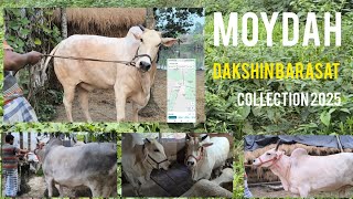 dakshin barasat Moydah  cow collection 2025 #bestcow #bakraeidspecial #cattleworld #dairyfarm