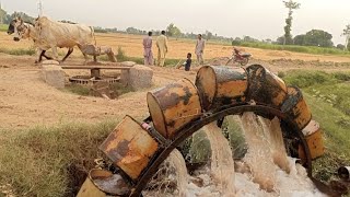 Traditional Methods Of irrigation canal water lifting bulls Persian wheel old system