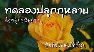 ทดลองปลูกกุหลาบ | ด้วยปุ๋ยชนิดต่างๆ | EP.133 | คนบ้ากุหลาบ