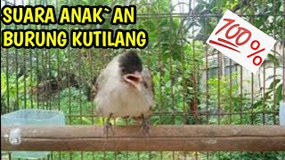 The Child Of The Kutilang Birds Can Be Used As Voices
