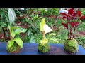 kokedama പായൽ പന്തുകള്‍ moss balls ജപ്പാനീസ് കലാരൂപങ്ങൾ green s fha