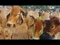 ചട്ടിപറമ്പ കാലി ചന്ത chattiparamb cattle market 27 nov 2022 bull kala buffalo kalapoot baffalo