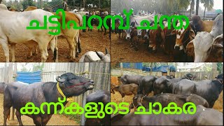 ചട്ടിപറമ്പ കാലി ചന്ത chattiparamb cattle market 27 Nov 2022 #bull #kala #buffalo #kalapoot #baffalo