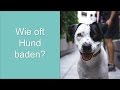 Wie oft Hund baden?