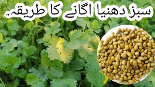 سبز دھنیا اگانے کا طریقہ.Sabaz Dhaniya ugane Ka Tariqa