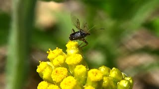 30秒の心象風景24650・ハハコグサから～ヒメヘリカメムシ～