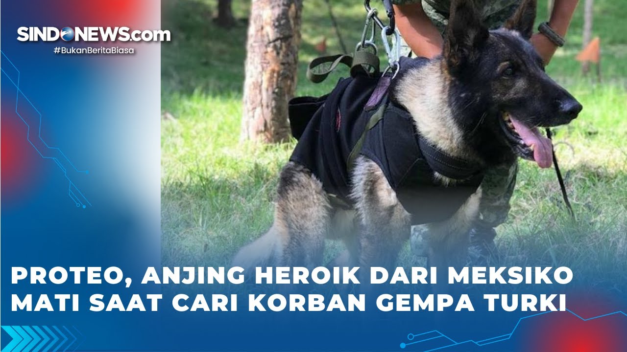 Proteo, Anjing Heroik Dari Meksiko Mati Saat Cari Korban Gempa Turki ...