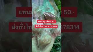 #ครูกุ๊กคิ้วสวย #แหนมหมูแพ็คละ 50.-ส่งทั่วไทย📞0862378314 Fมะลิวัลย์ พันพิพิธ