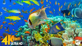 Aquarium 4K VIDEO (ULTRA HD) - Sea Animals for Relaxation, Beautiful Coral Reef Fish in Aquarium