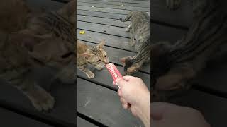 小貓不會吃肉泥，反而會怕 | Kittens won't eat meat puree, but will be afraid