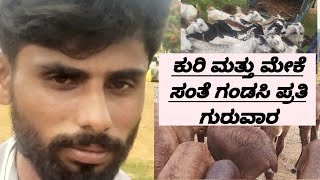 ಕುರಿ ಮತ್ತು ಮೇಕೆ ಸಂತೆ ಗಂಡಸಿ ಪ್ರತಿ ಗುರುವಾರ @AGRIANIMALS 15*6*2023