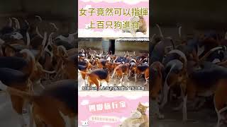 女主人竟然可以指揮上百只狗進食，命令不下，狗狗也不敢吃飯！#animals #dogs #shorts