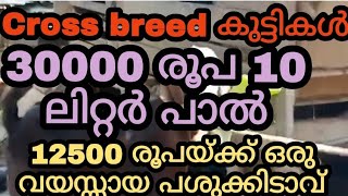 Cross breed കുട്ടികൾ/30000 രൂപ 10 ലിറ്റർ പാൽ പശു /12500 രൂപയ്ക്ക് ഒരു വയസ്സായ പശുക്കിടാവ്