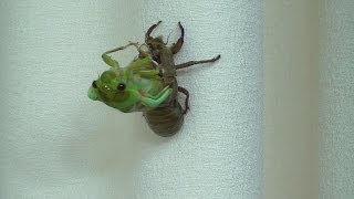 Cicada Nymph Emerging - Time Lapse