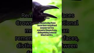 Crows #crow #crows #birds #birdspecies #facts #animalbehavior #shortsvideo #shorts  #wildlife