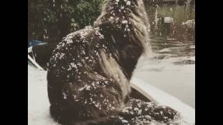 Maine Coon cat in the Snow