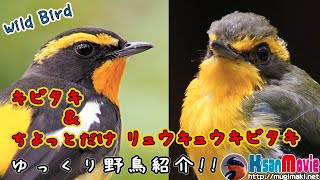 【ゆっくり 野鳥紹介】 黄色の貴公子　キビタキ　~ちょっとだけリュウキュウキビタキ～