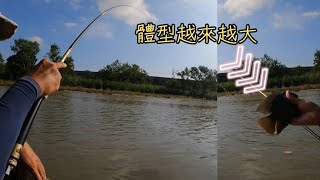 兩種侵入種魚大肆蔓延，看樣子出現第三種魚機率甚高