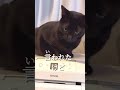 【悲報】わが家のアレ終了のお知らせ。i like it here【ねこ cat】