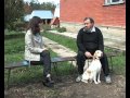 эстонская гончая эстонская гончая