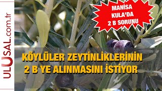 Manisa Kula'da 2 B sorunu: Köylüler zeytinliklerinin 2 B kapsamına alınmasını istiyor