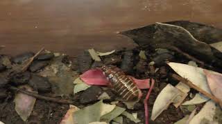 Self-breeding Giant Burrowing Cockroach Baby Approximately 3 months