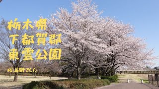 鬼怒川温泉観光⑥【栃木県壬生町】東雲公園お花見編 2022年4月 ４K撮影