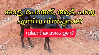 മൂരി, പോത്ത്, ആട്, പശു എന്നിവ വിൽപ്പനക്ക് | buffalo sale | bulls and goat