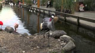 カンムリヅルの鳴き声　神戸どうぶつ王国