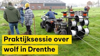 Praktijksessie voor schapenhouders over wolf in Drenthe