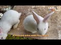 the rabbit family has added new members 兔子家族又添新成员了