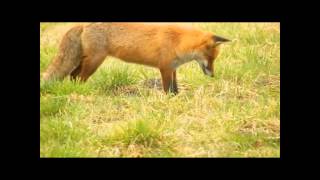 wildlebender Fuchs bei der Jagd