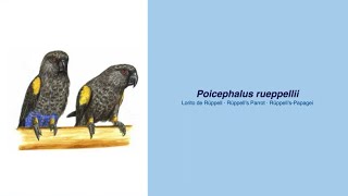 Video Encyclopedia of Parrot Species - #152 Poicephalus rueppellii