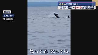 佐渡沖に“海のギャング”シャチ出没－地元漁師 恐怖の瞬間【新潟･佐渡市】スーパーJにいがた7月2日OA