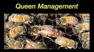 Queen Bee Management