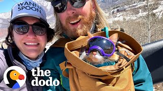 Cat Loves Skiing So Much, He Has His Own Ski Pass | The Dodo Little But Fierce